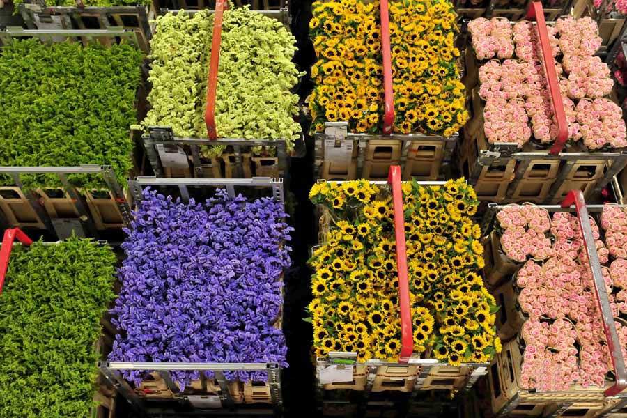 大型花卉保鮮冷庫安裝建造設(shè)計